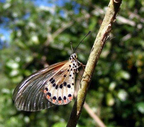 Acraea sp.