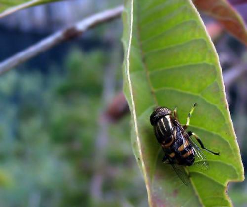 Eristalinus sp.