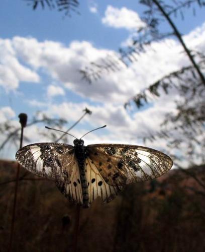 Réf. 403 : Acraea sp.