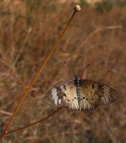 Réf. 402 : Acraea sp.