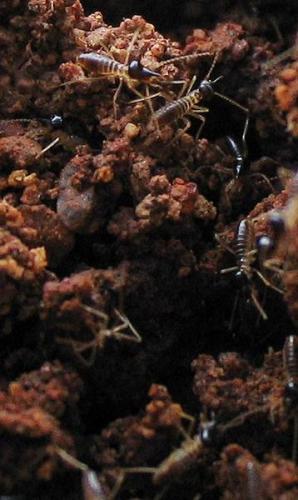 Nasutitermes sp.