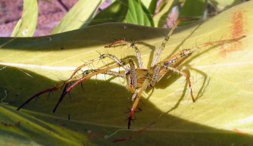 Peucetia sp.