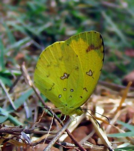Réf. 422 : Eurema hecabe
