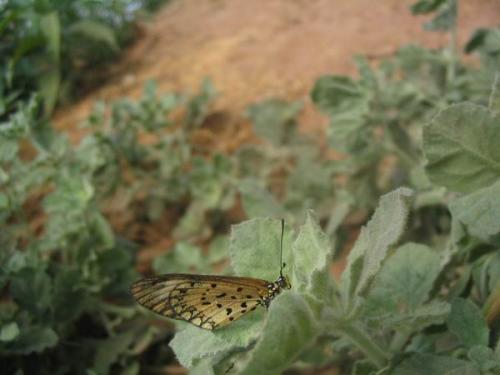 Réf. 423 : Acraea sp.