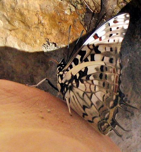Réf. 425 : Charaxes cacuthis