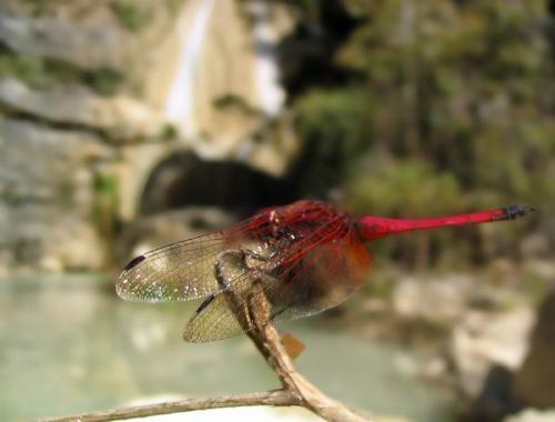 Réf. 427 : Trithemis sp.