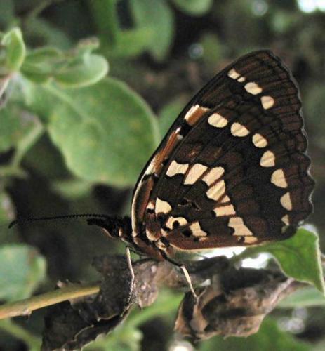 Byblia sp.