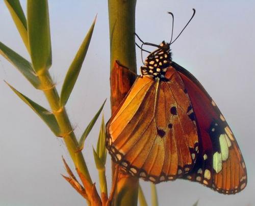 Réf. 433 : Danaus chrysippus