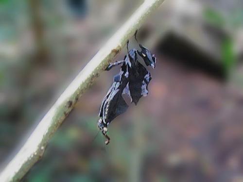 Réf. 445 : Phyllocrania paradoxa
