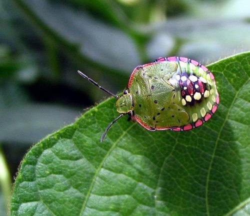 Réf. 459 : Nezara viridula