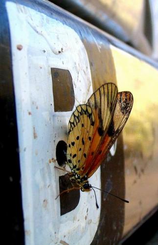 Réf. 460 : Acraea sp.