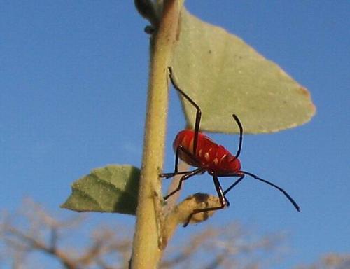Dysdercus sp.