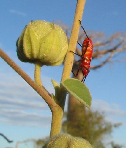 Dysdercus sp.