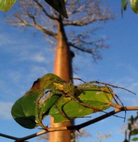 Peucetia sp.
