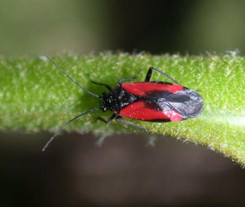 Dionconotus neglectus