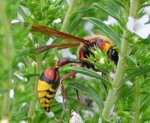 Réf. 418 : Delta unguiculatum