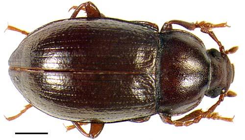 Nalassus laevioctostriatus