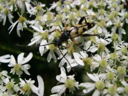 Rutpela maculata