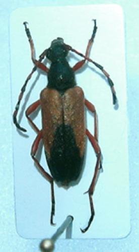 Stictoleptura stragulata