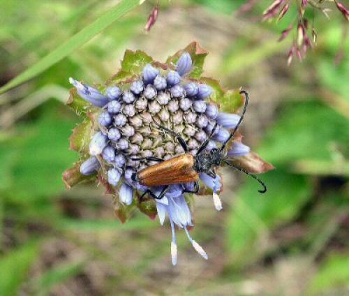 Stictoleptura hybrida