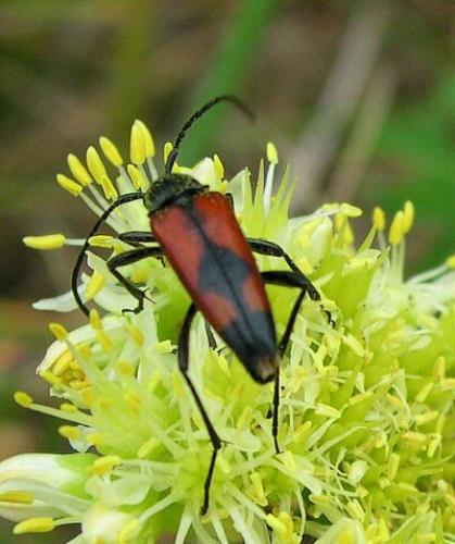Stenurella bifasciata