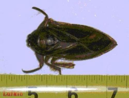 Lethocerus americanus
