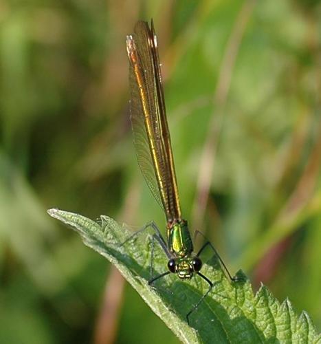 Réf. 197 : Calopteryx virgo