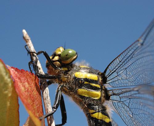Cordulegaster boltonii