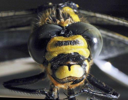 Cordulegaster boltonii