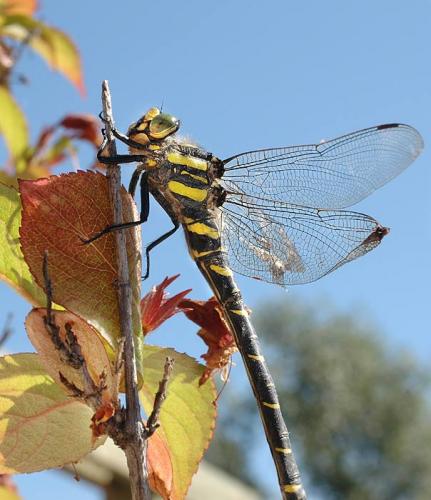Cordulegaster boltonii