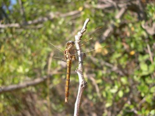 Orthetrum coerulescens