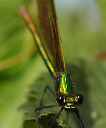 Calopteryx virgo
