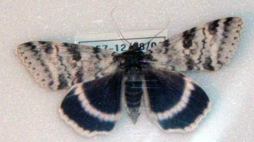 Réf. 542 : Catocala fraxini