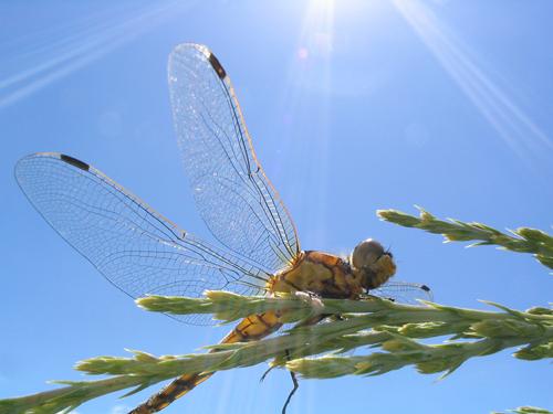 Orthetrum cancellatum