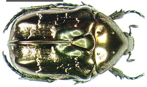 Réf. 988 : Liocola marmorata