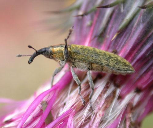 Réf. 805 : Lixus sp.