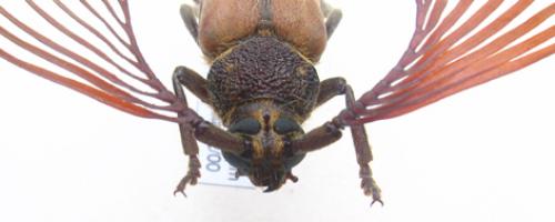 Psygmatocerus wagleri