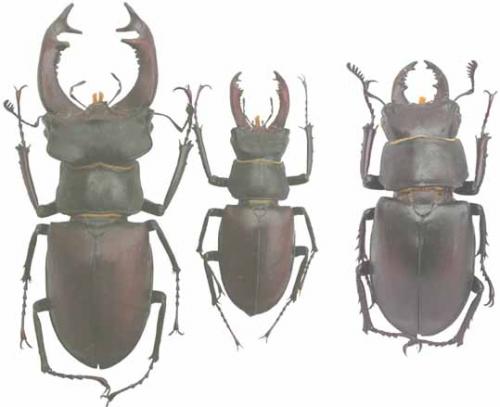 Réf. 31 : Lucanus divers