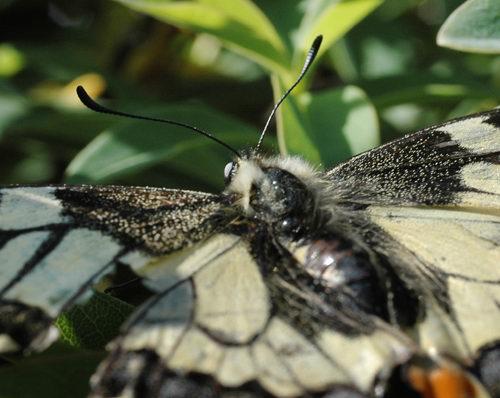 Papilio machaon