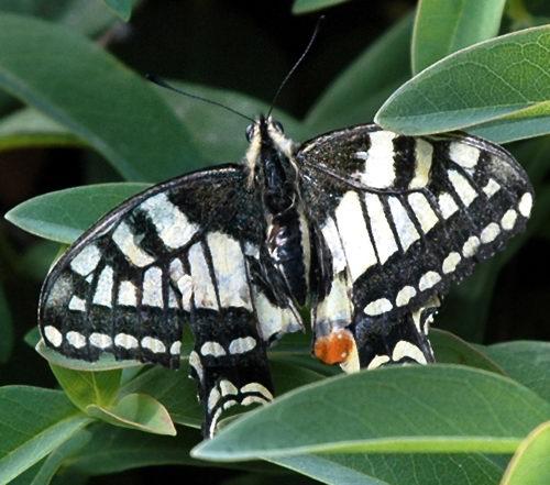 Papilio machaon