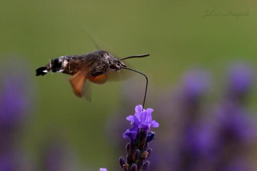 Réf. 905 : Macroglossum stellatarum