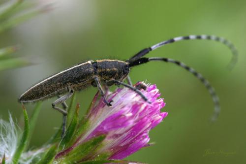 Agapanthia cardui