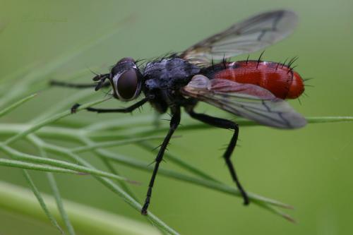 Réf. 894 : Cylindromyia bicolor