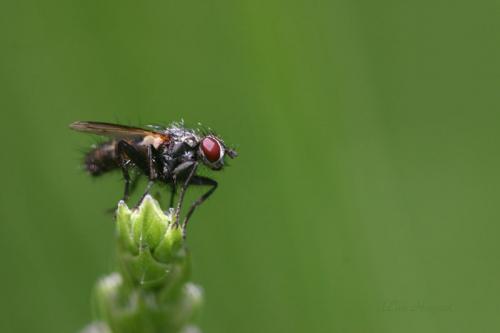 Stevenia sp.