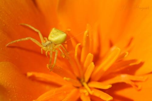 Thomisus onustus