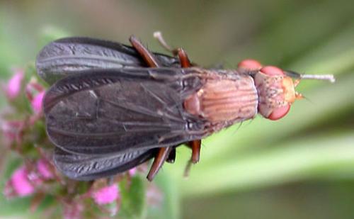 Pelidnoptera nigripennis
