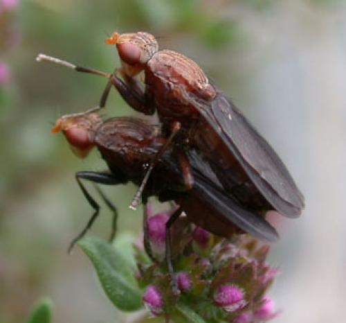 Pelidnoptera nigripennis