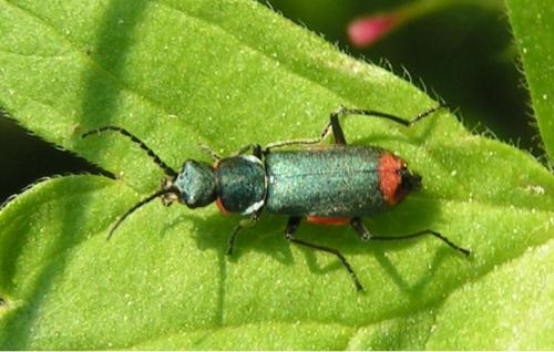 Anthomalachius spinosus