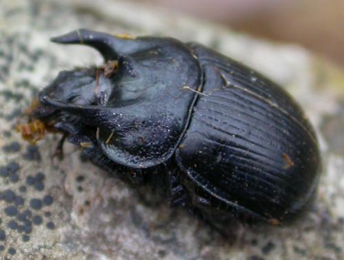 Typhaeus typhoeus
