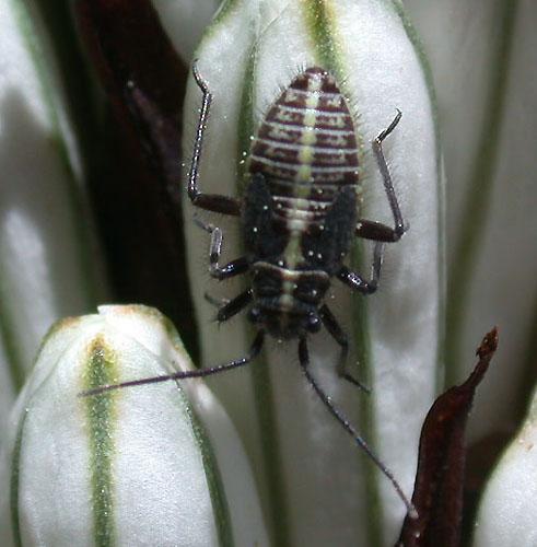 Horistus orientalis